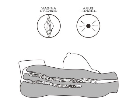 Masturbador Streetgirls 5 16 kg