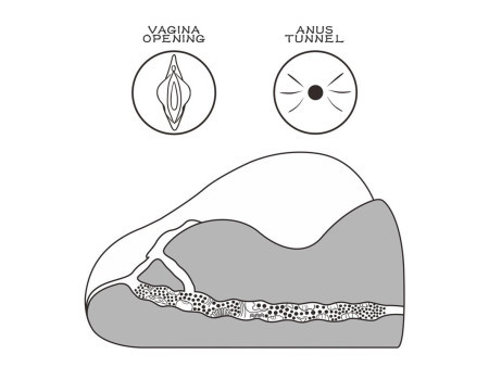 Masturbador Streetgirls 2 16 kg Masturbador Streetgirls 2 16 kg