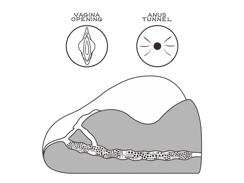 Masturbador Streetgirls 2 16 kg